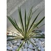yucca-filamentosa--bright-edge--35-cm-8
