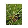 yucca-filamentosa--bright-edge--35-cm