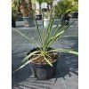 Yucca filamentosa 'Bright Edge' vo výške 55 cm