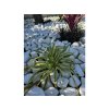 yucca-filamentosa-citrus-twist-v-celkovej-vyske-45-cm- vo vysadbe