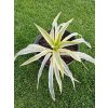 yucca-filamentosa-citrus-twist-v-celkovej-vyske-45-cm