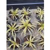 yucca-filamentosa-citrus-twist-v-celkovej-vyske-45-cm-3