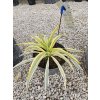 yucca-filamentosa-citrus-twist-v-celkovej-vyske-45-cm-2