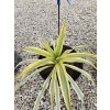 yucca-filamentosa-citrus-twist-v-celkovej-vyske-45-cm-1