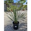 yucca-rostrata--v-celkovej-vyske-80-cm-1
