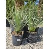 yucca-rostrata--v-celkovej-vyske-80-cm-4