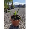 trachycarpus-wagnerianus--princeps---f1-hybrid--mlada-sadenica
