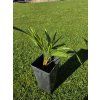 trachycarpus wagnerianus princeps