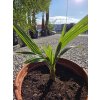 trachycarpus-wagnerianus--princeps---f1-hybrid--mlada-sadenica-1