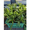 trachycarpus wagnerianus princeps 3