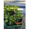 trachycarpus wagnerianus princeps 4