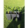 trachycarpus wagnerianus princeps 2