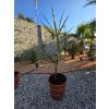 trachycarpus-fortunei--nainital---princeps---f1-hybrid--mlada-sadenica