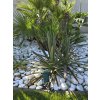 Cordyline australis Choc Mint vo vysadbe