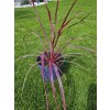 cordyline-australis--festival-raspberry--v-celkovej-vyske-55-cm