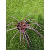 cordyline-australis--festival-raspberry--v-celkovej-vyske-55-cm-1