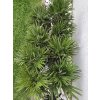 chamaerops-humilis--vulcano--v-celkovej-vyske-45-cm-3