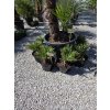 chamaerops-humilis--vulcano--v-celkovej-vyske-50-cm