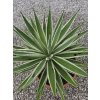 agave-angustifolia-variegata-10-l