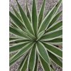 agave-angustifolia-variegata-10-l-1