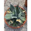 agave-aplanata-v-sirke-50-cm--celkovej-vyske-56-cm-1