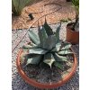 agave-aplanata-v-sirke-50-cm--celkovej-vyske-56-cm-2