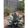 agave-aplanata-v-sirke-50-cm--celkovej-vyske-56-cm-3