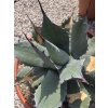 agave-aplanata-v-sirke-50-cm--celkovej-vyske-56-cm-4