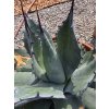 agave-aplanata-v-sirke-50-cm--celkovej-vyske-56-cm