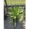 agave-desmetiana-variegata-25-l