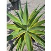agave-desmetiana-variegata-25-l-3