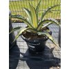 agave-americana-mediopicta-alba-15-l-1