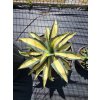 agave-mediopicta-aurea-bol-40-1