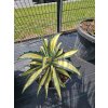 agave-mediopicta-aurea-bol-40-2