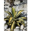 agave-mediopicta-aurea-v-celkovej-vyske-65-cm--sirke-55-cm-5
