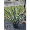 Agave palmeri v celkovej výške 133 cm a v šírke 170 cm