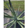 Agave palmeri v celkovej výške 133 cm a v šírke 170 cm-2