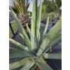 Agave palmeri v celkovej výške 133 cm a v šírke 170 cm-1