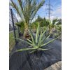 Agave palmeri v celkovej výške 133 cm a v šírke 170 cm-3