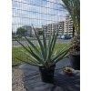 Agave palmeri v celkovej výške 133 cm a v šírke 170 cm-4