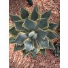 agave-potatorum-eye-scream-v-celkovej-vyske-50-cm--sirke-43-cm-1