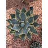 agave-potatorum-eye-scream-v-celkovej-vyske-50-cm--sirke-43-cm-2