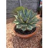 agave-potatorum-eye-scream-v-celkovej-vyske-50-cm--sirke-43-cm