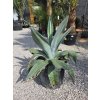 agave-weberi-v-sirke-105-cm--v-celkovej-vyske-107-cm