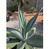 agave-weberi-v-sirke-105-cm--v-celkovej-vyske-107-cm-1