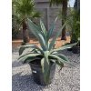 agave-weberi-v-sirke-105-cm--v-celkovej-vyske-107-cm-2