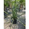 nolina-nelsonii-10-l-v-celkovej-vyske-95-cm-1