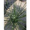 nolina-nelsonii-10-l-v-celkovej-vyske-95-cm-2