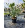 Nolina nelsonii v celkovej výške 145 cm s výškou kmeňa 12 cm-1