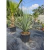 Nolina nelsonii v celkovej výške 145 cm s výškou kmeňa 12 cm-1